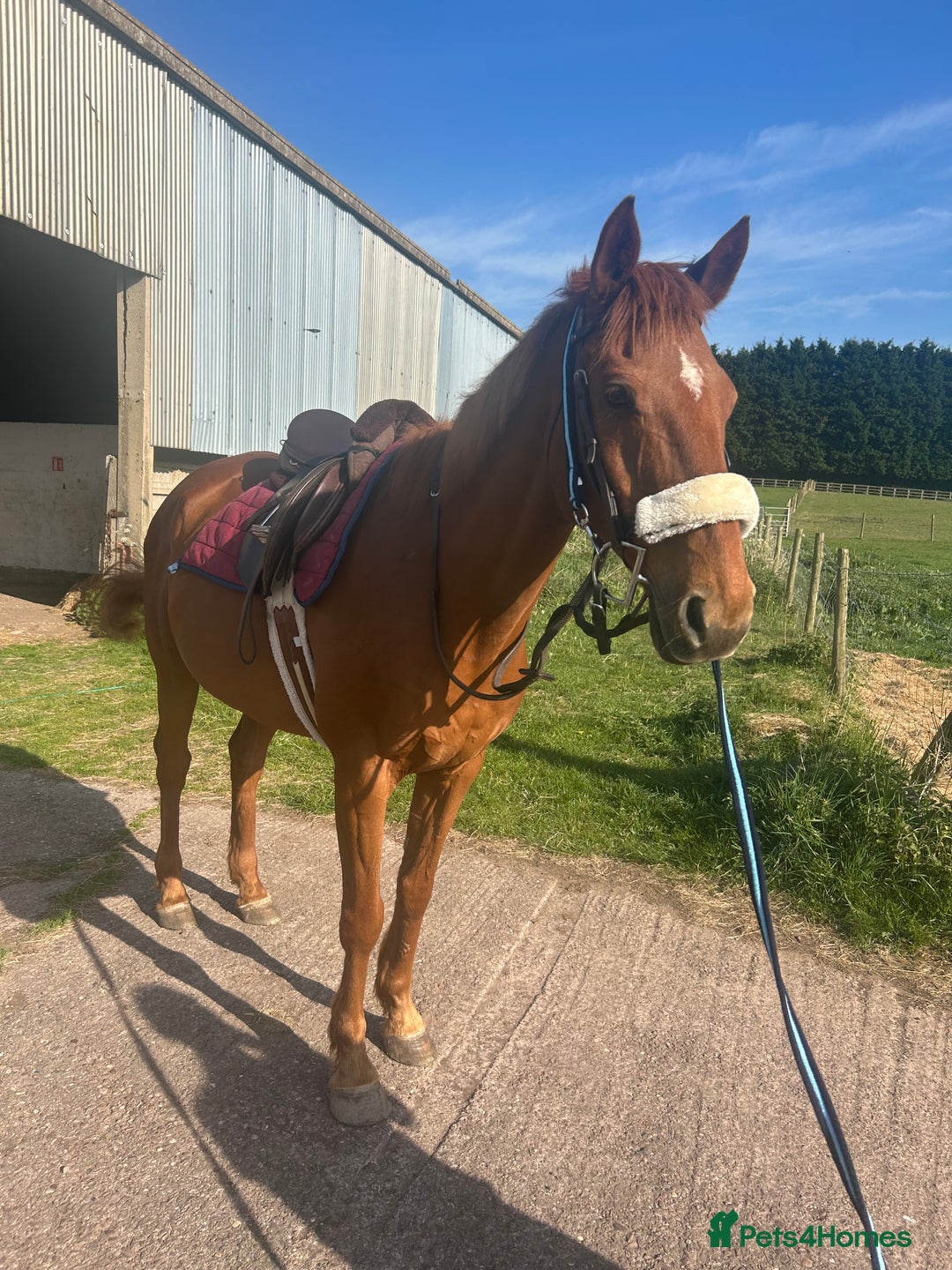 English Thoroughbred horses for sale: Sir John with tack  - Image 3