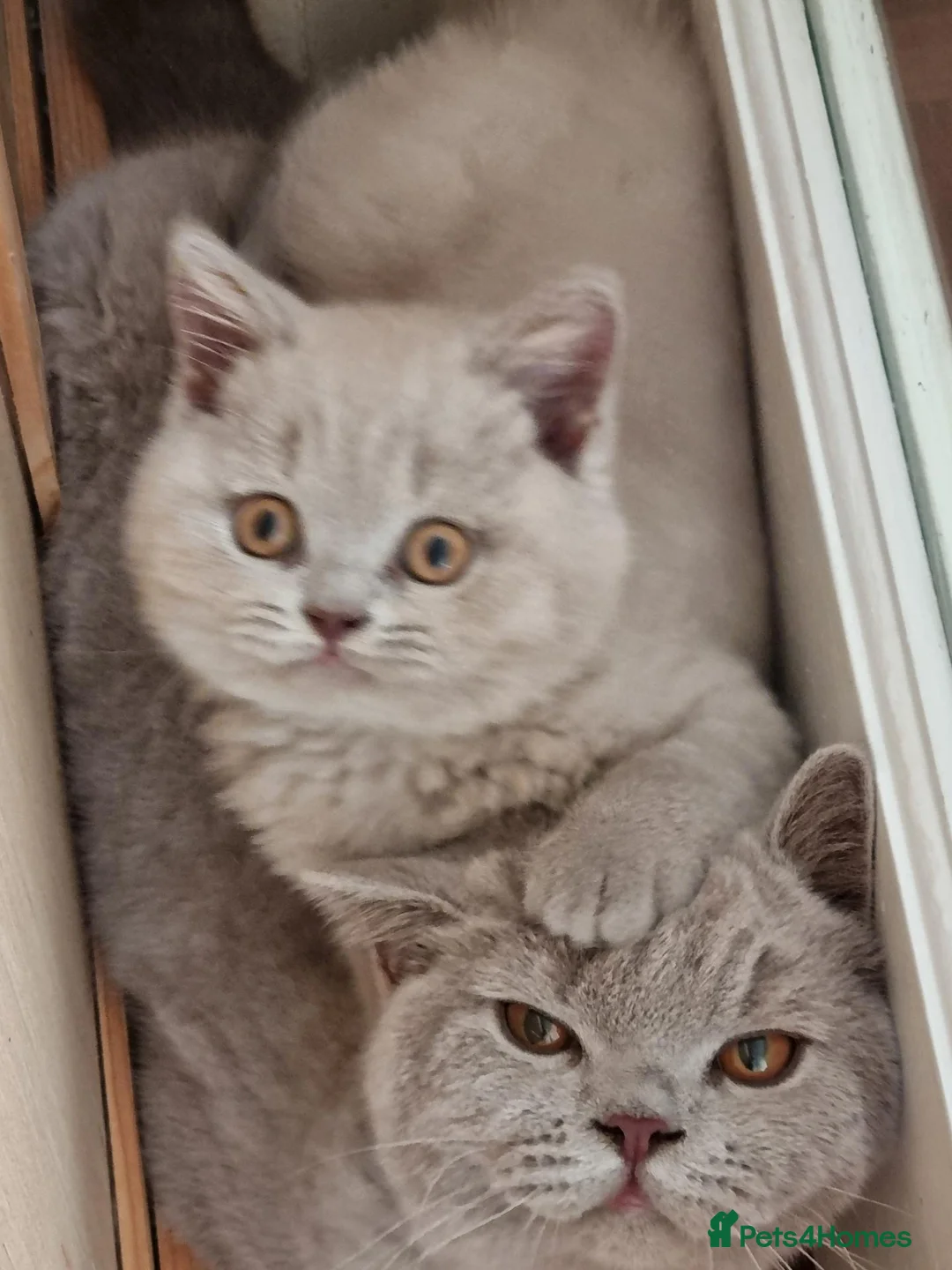 British Shorthair cats for sale: Lilac British shorthair boy.  - Advert 14