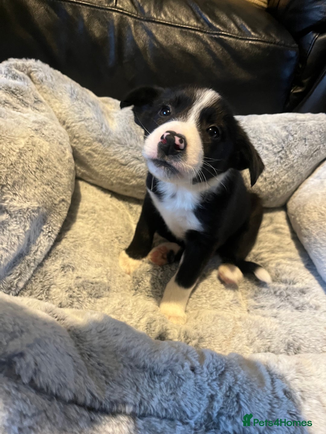 Border Collie dogs for sale: Lovely litter of 6 border collie puppies - Advert 2