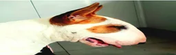 Bull Terrier dogs for stud: Stud English Bull Terrier  - Advert 3