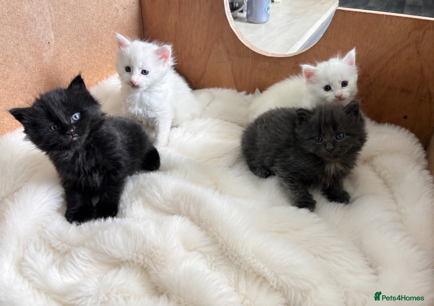 Maine Coon cats Stunning Main coon Kittens  - Advert 5