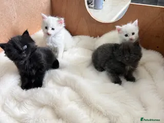 Maine Coon cats Stunning Main coon Kittens - Advert 5