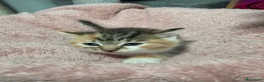 Kitten 3