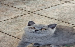 British Shorthair cats for sale: British Shorthair kittens.  - Image 2
