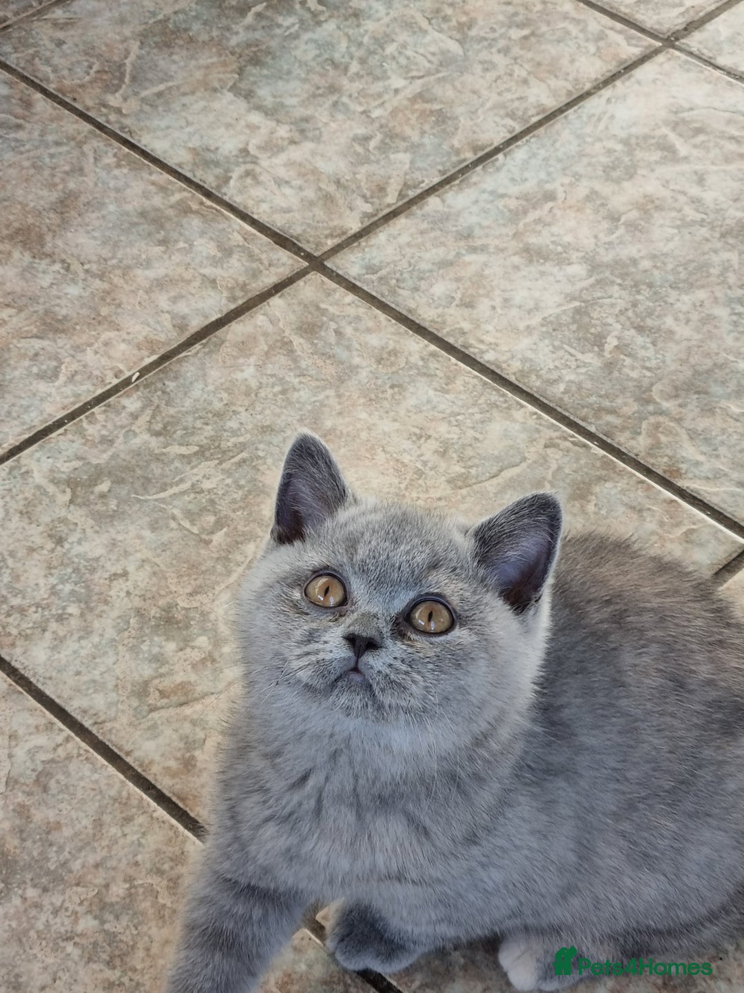 British Shorthair cats for sale: British Shorthair kittens.  - Image 2