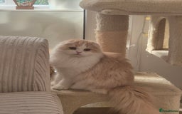 Scottish Fold cats for sale: Scottish Fold -  Long Hair - Image 7