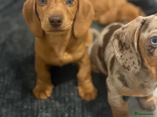 Miniature Dachshund dogs Miniature dachshunds ⭐️1 Girl, 1 Boy left⭐️ - Advert 16