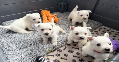 West Highland Terrier dogs - Advert 12