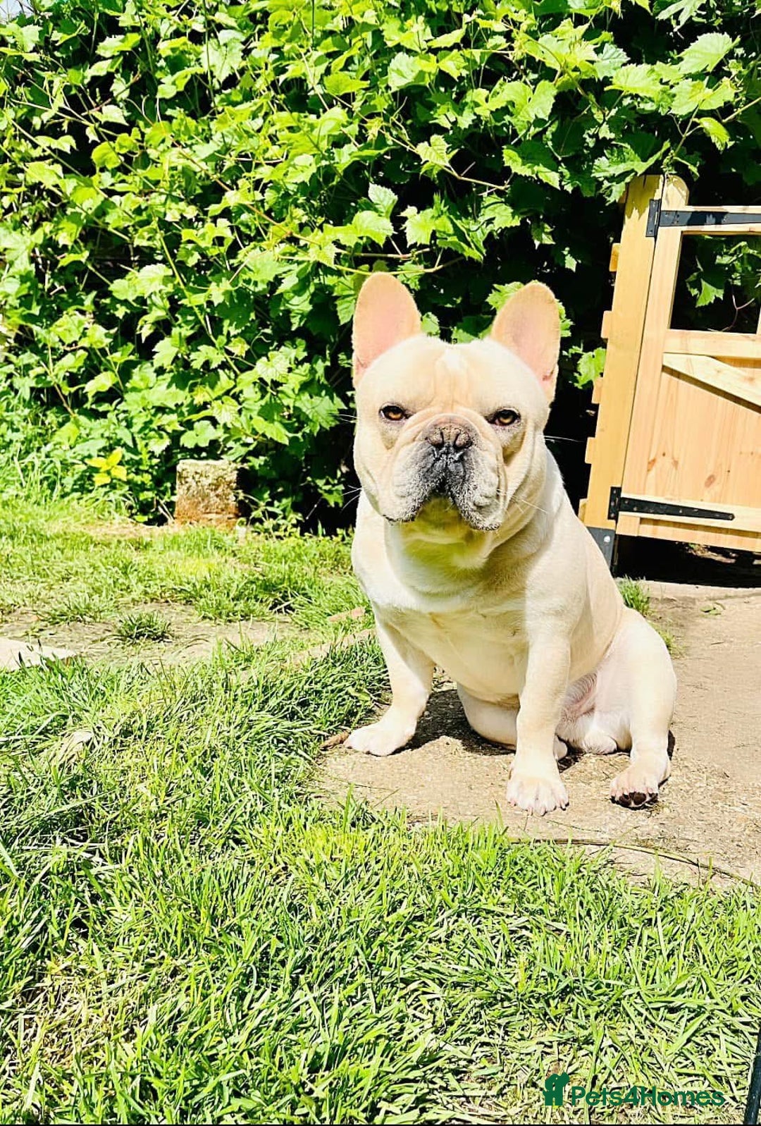 French Bulldog dogs for sale: French bulldog boy - Advert 1