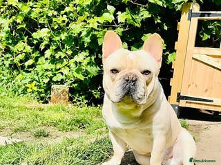 French Bulldog dogs French bulldog boy - Advert 9