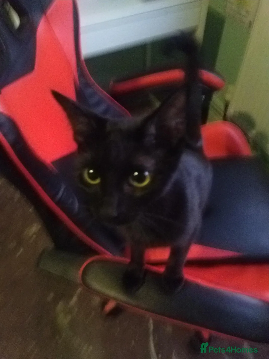 Bombay cats for sale:  Kittens for adoption any help would be great - Advert 1