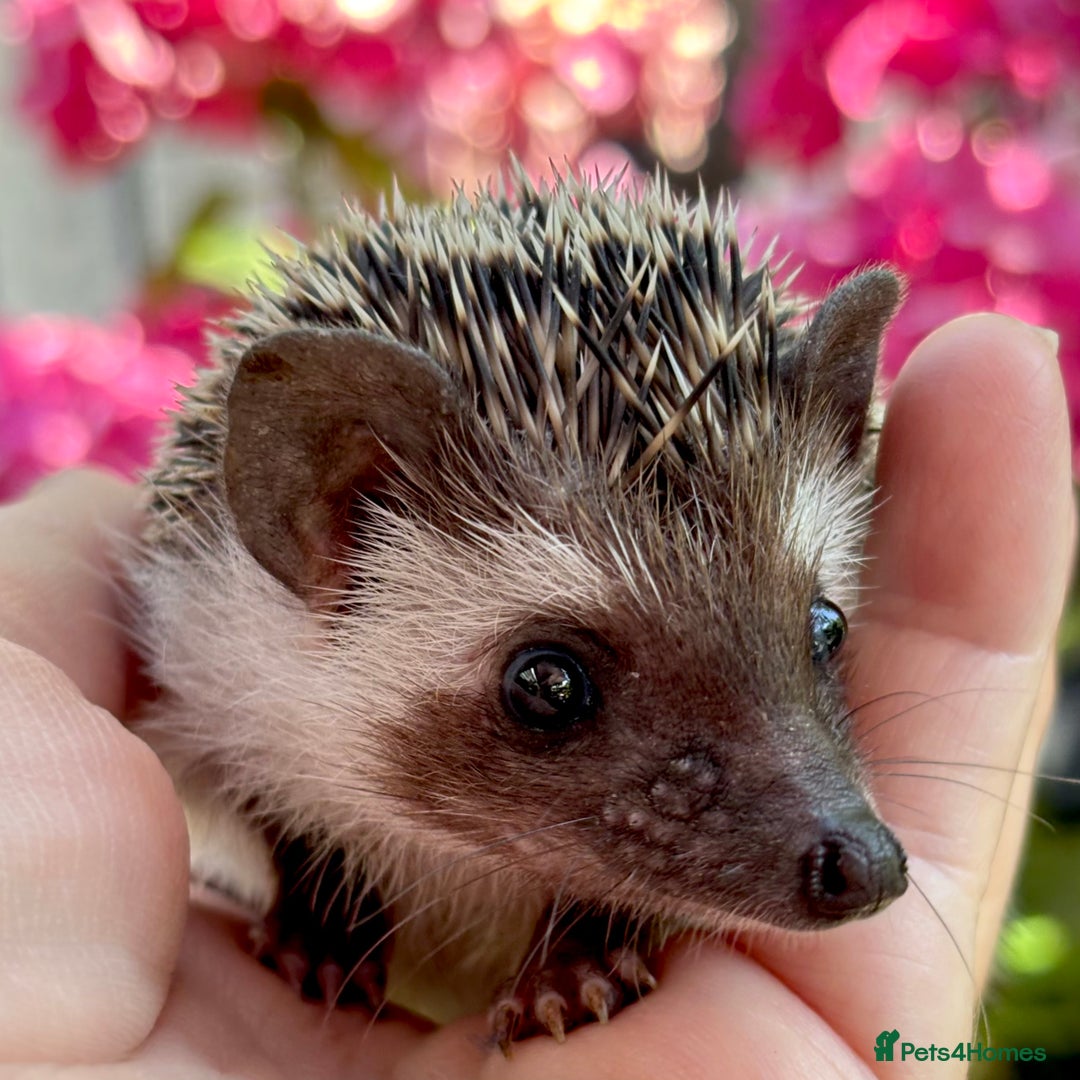 Pygmy Hedgehog rodents for sale: Pedigree African Pygmy Hedgehog 04.05.25 in Eastleigh - Image 2