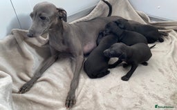 Italian Greyhound dogs for sale: ITALIAN GREYHOUND PUPPIES  - Image 12