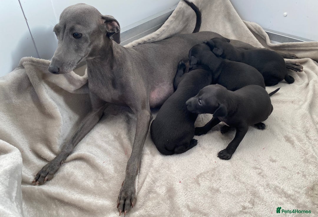 Italian Greyhound dogs for sale: ITALIAN GREYHOUND PUPPIES  - Image 12