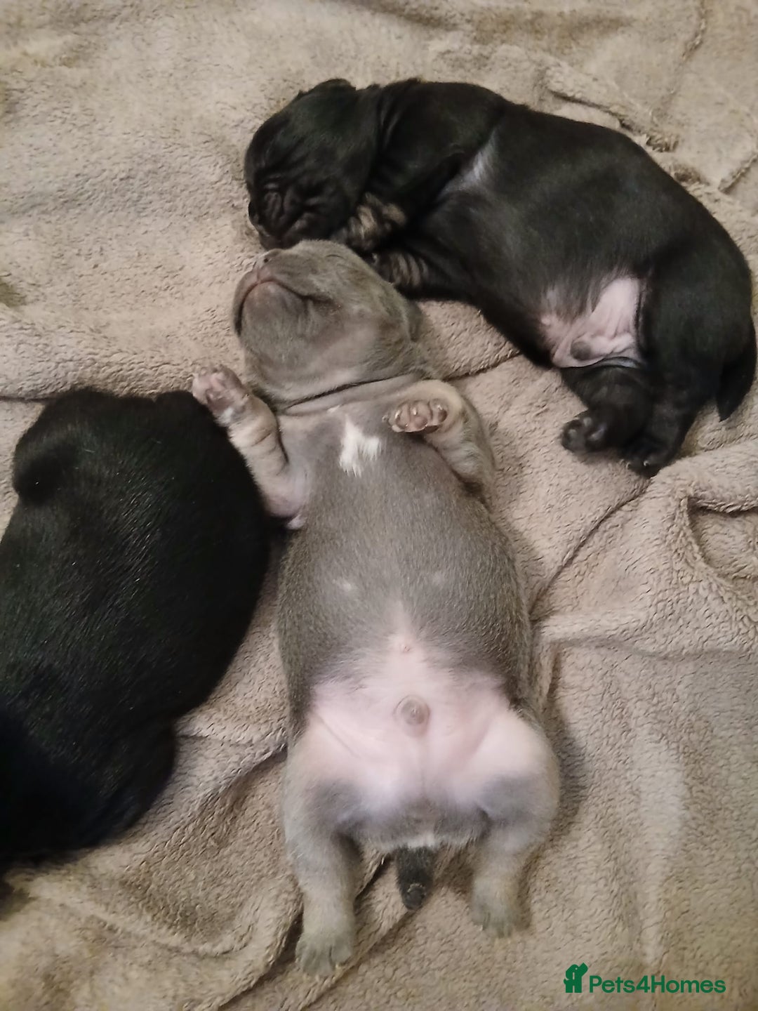 French Bulldog dogs for sale: French Bulldog pups - Image 15
