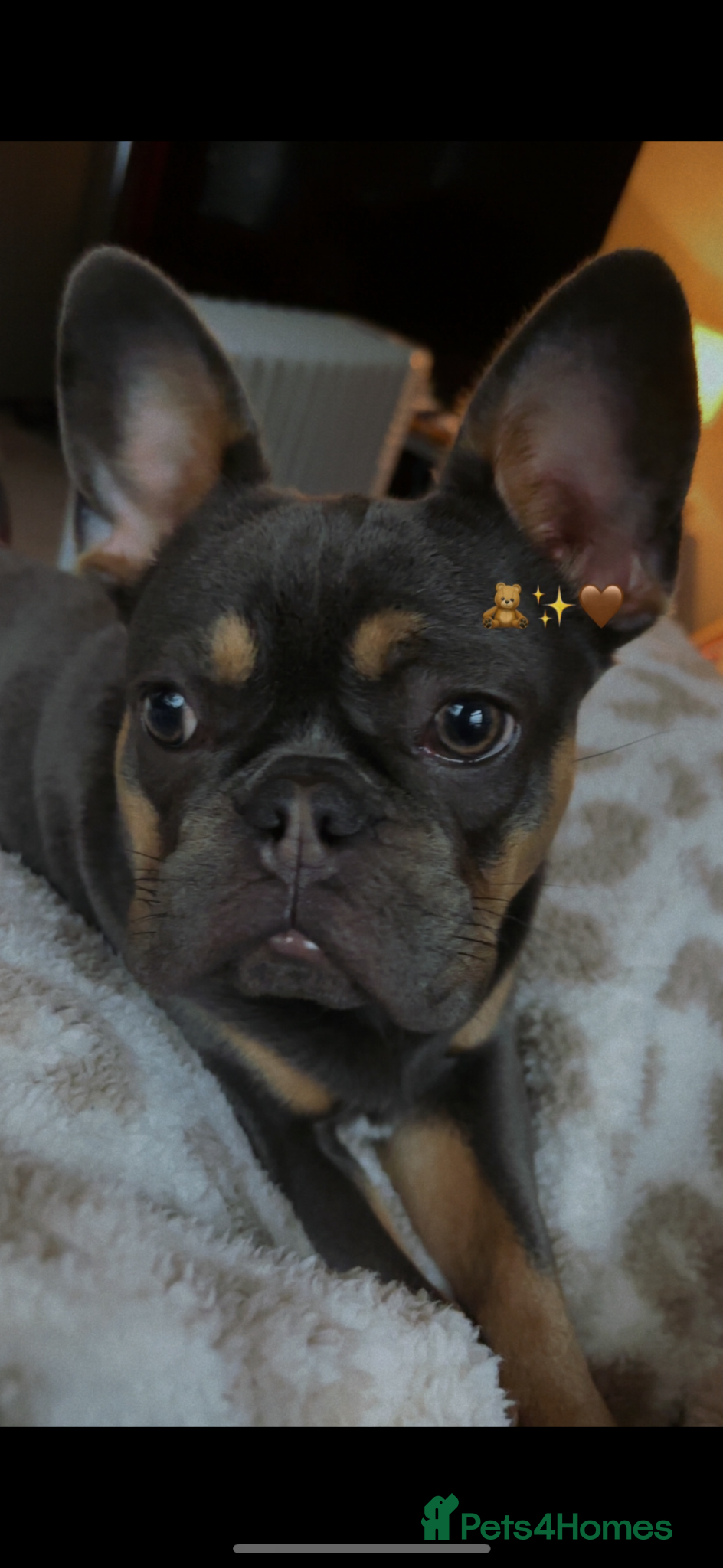 French Bulldog dogs DOTTIE🤎🩶 - Advert 4