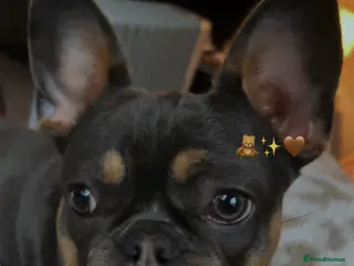 French Bulldog dogs DOTTIE🤎🩶 - Advert 1