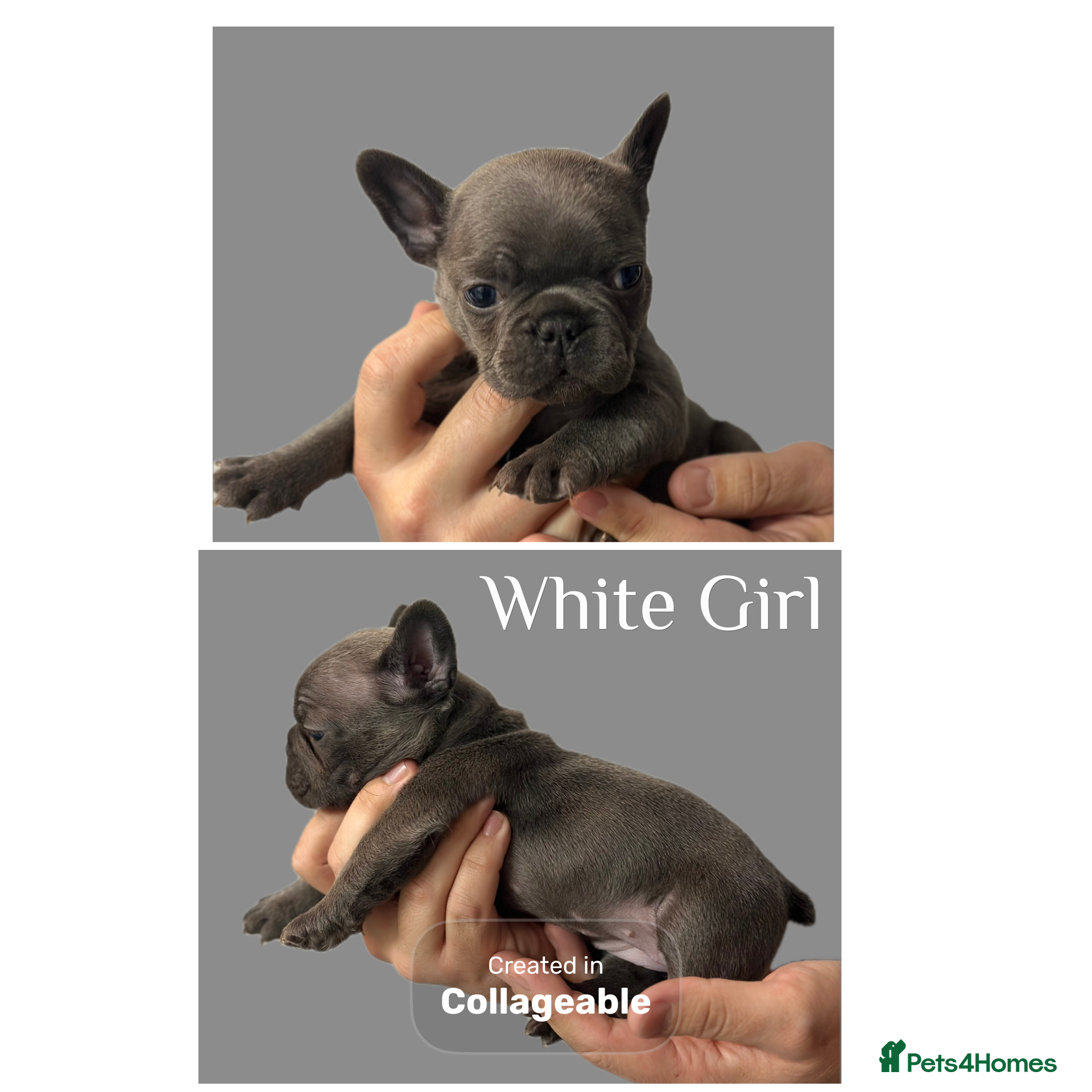 French Bulldog dogs 4 Beautiful Girl Frenchie&#x27;s price negotiable - Advert 2