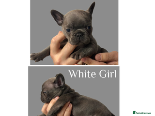French Bulldog dogs 4 Beautiful Girl Frenchie's - Advert 14