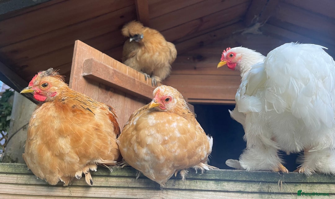 Chickens poultry for sale: Hen, POL Hens, Cockerels and chicks - Image 14