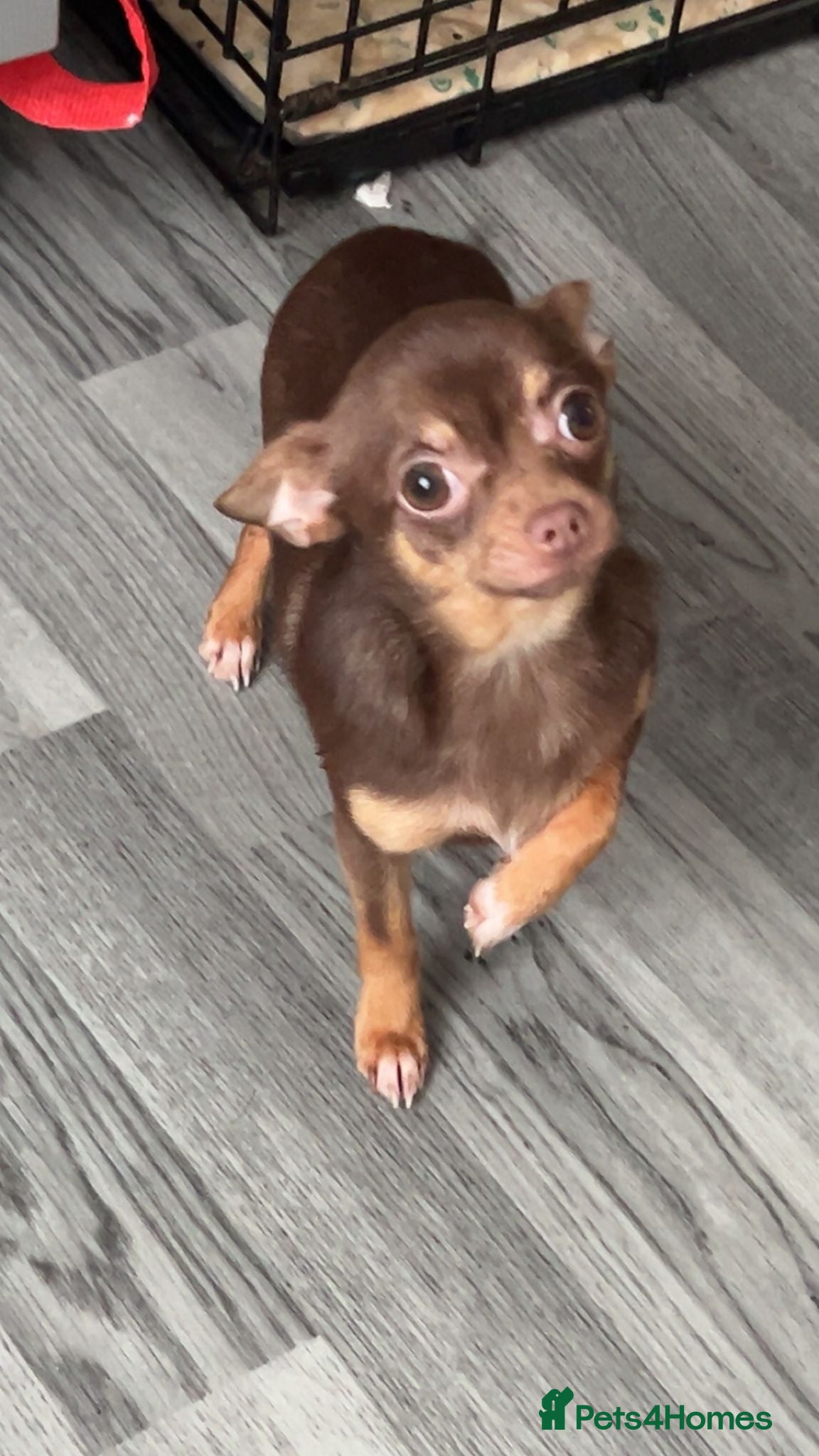 Chihuahua dogs Chihuahua Girl  - Advert 4