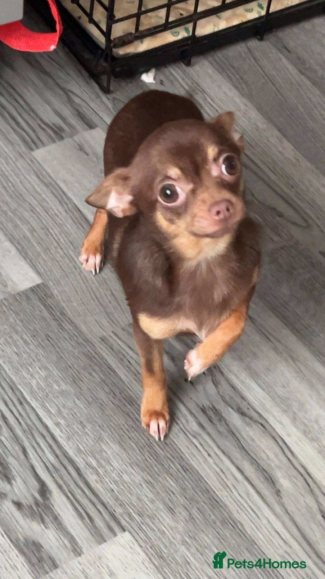 Chihuahua dogs for sale: Chihuahua Girl  - Advert 1