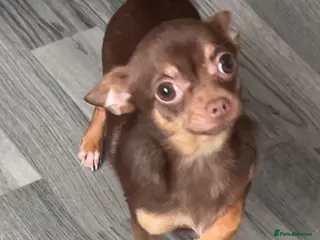 Chihuahua dogs Chihuahua Girl - Advert 4