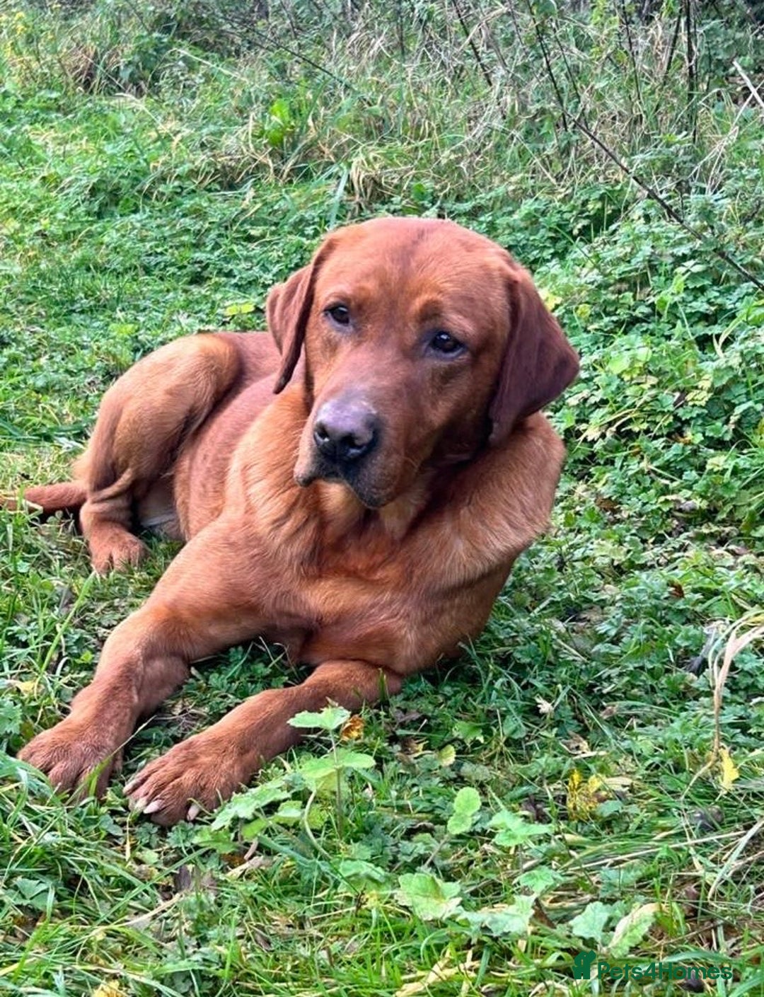 Labrador Retriever dogs for sale: KC reg Yellow Labrador pups  - Advert 5