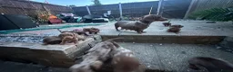 Miniature Dachshund dogs for sale: 4 miniature dachshund puppies  - Advert 3