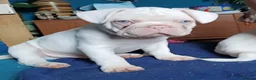 French Bulldog dogs for sale: French Bulldog Puppies For Sale, Full of Fun in Cardiff - Advert 5