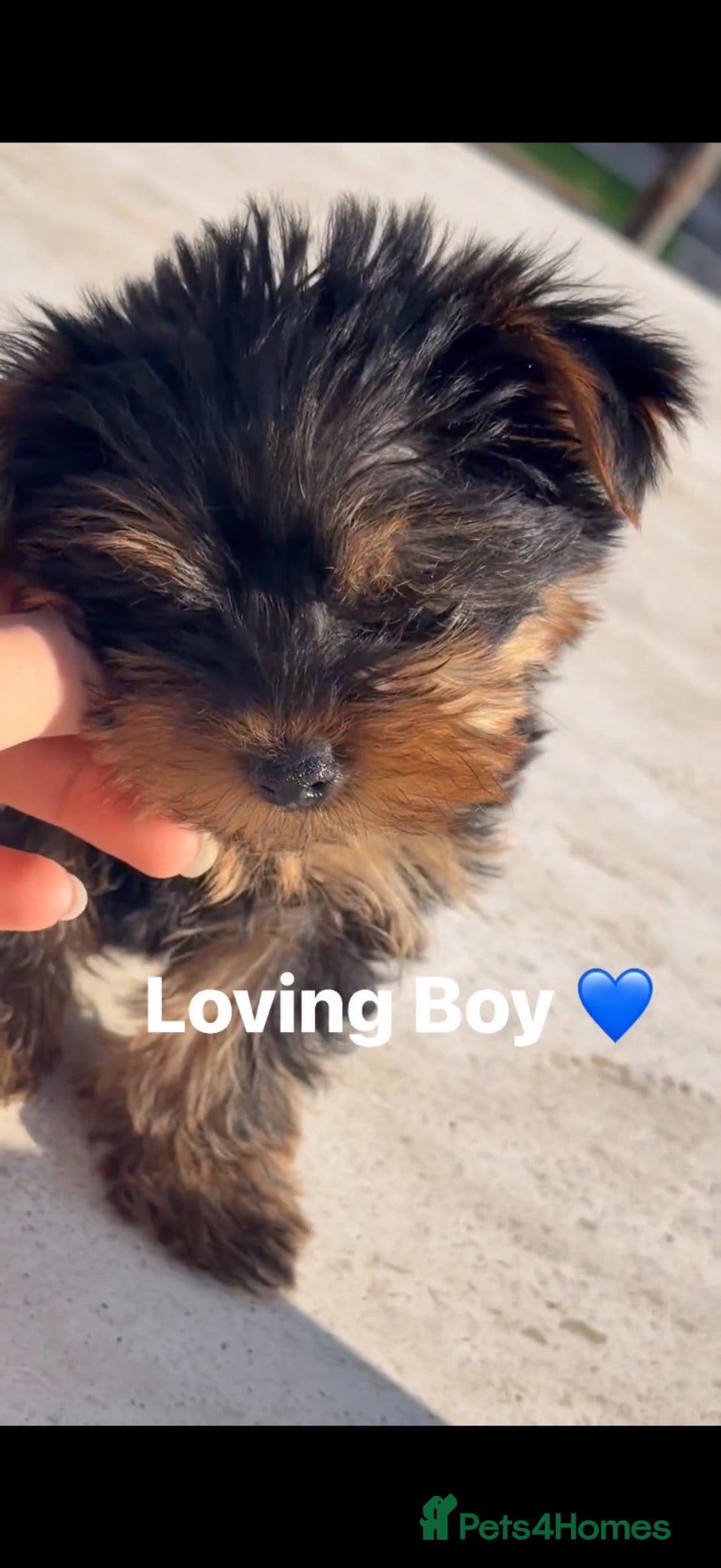 Yorkshire Terrier dogs Lovely Yorkshire Terrier Puppy ❤️ - Advert 7