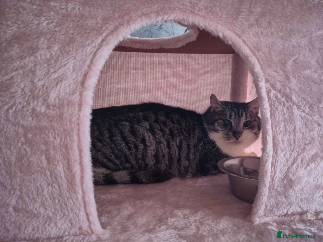 Mixed Breed cats for adoption: Mercury for adoption - Advert 5