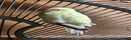 Parakeets birds for sale: BEAUTIFUL kAKARIKIS - Advert 2