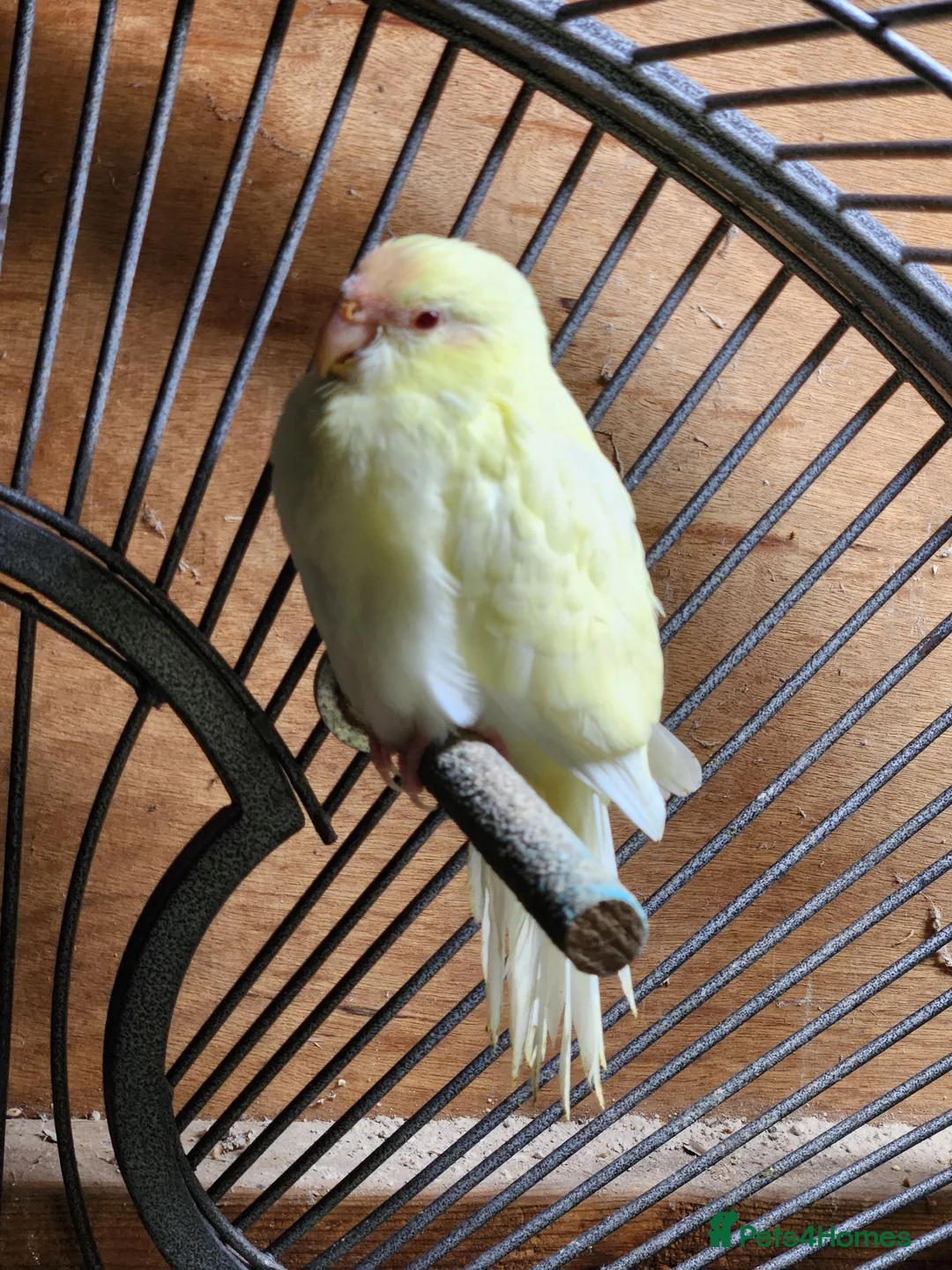 Parakeets birds for sale: BEAUTIFUL kAKARIKIS - Advert 2