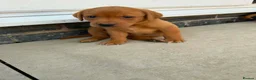 Labrador Retriever dogs for sale: Beautiful KC registered dark red Labrador puppies in York - Advert 13