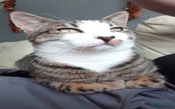 Mixed Breed cats for sale: Male cat looking for his forever home - Image 1