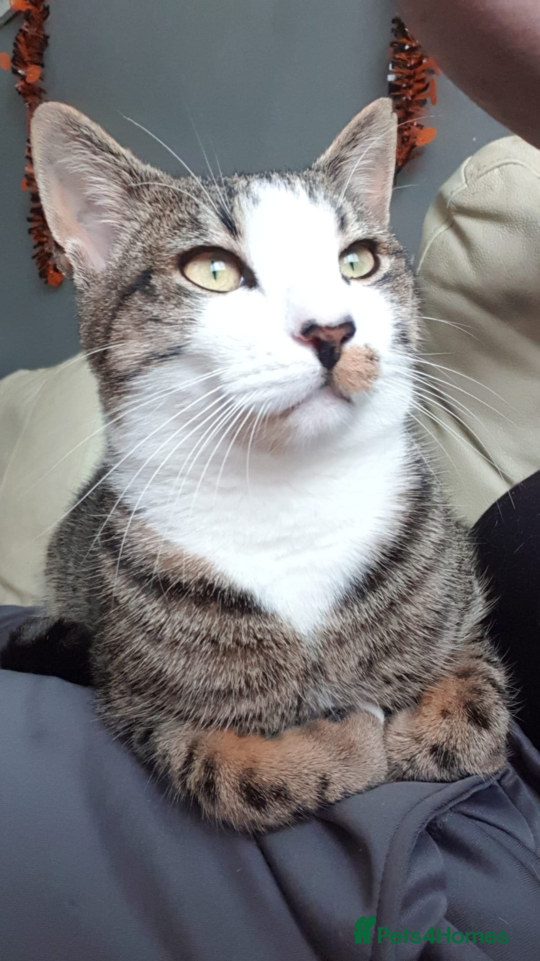 Mixed Breed cats for sale: Male cat looking for his forever home - Image 1