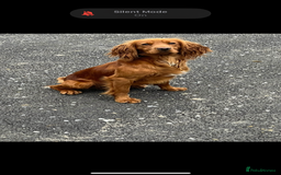 Cocker Spaniel dogs for stud: KC REGISTERED RED COCKER SPANIEL STUD PROVEN in Southampton - Image 1