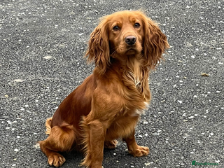 Cocker Spaniel dogs KC REGISTERED RED COCKER SPANIEL STUD PROVEN in Southampton - Advert 5