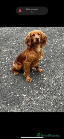 Cocker Spaniel dogs in Southampton - Advert 1