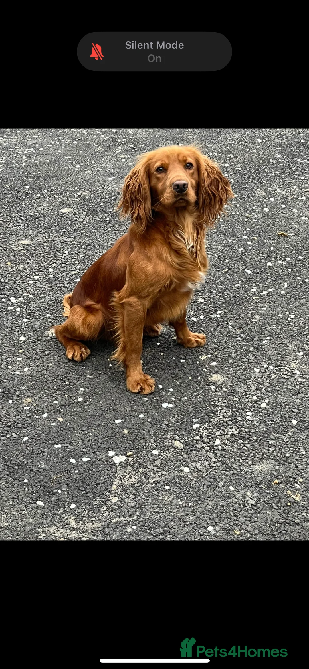 Cocker Spaniel dogs for stud: KC REGISTERED RED COCKER SPANIEL STUD PROVEN in Southampton - Advert 1