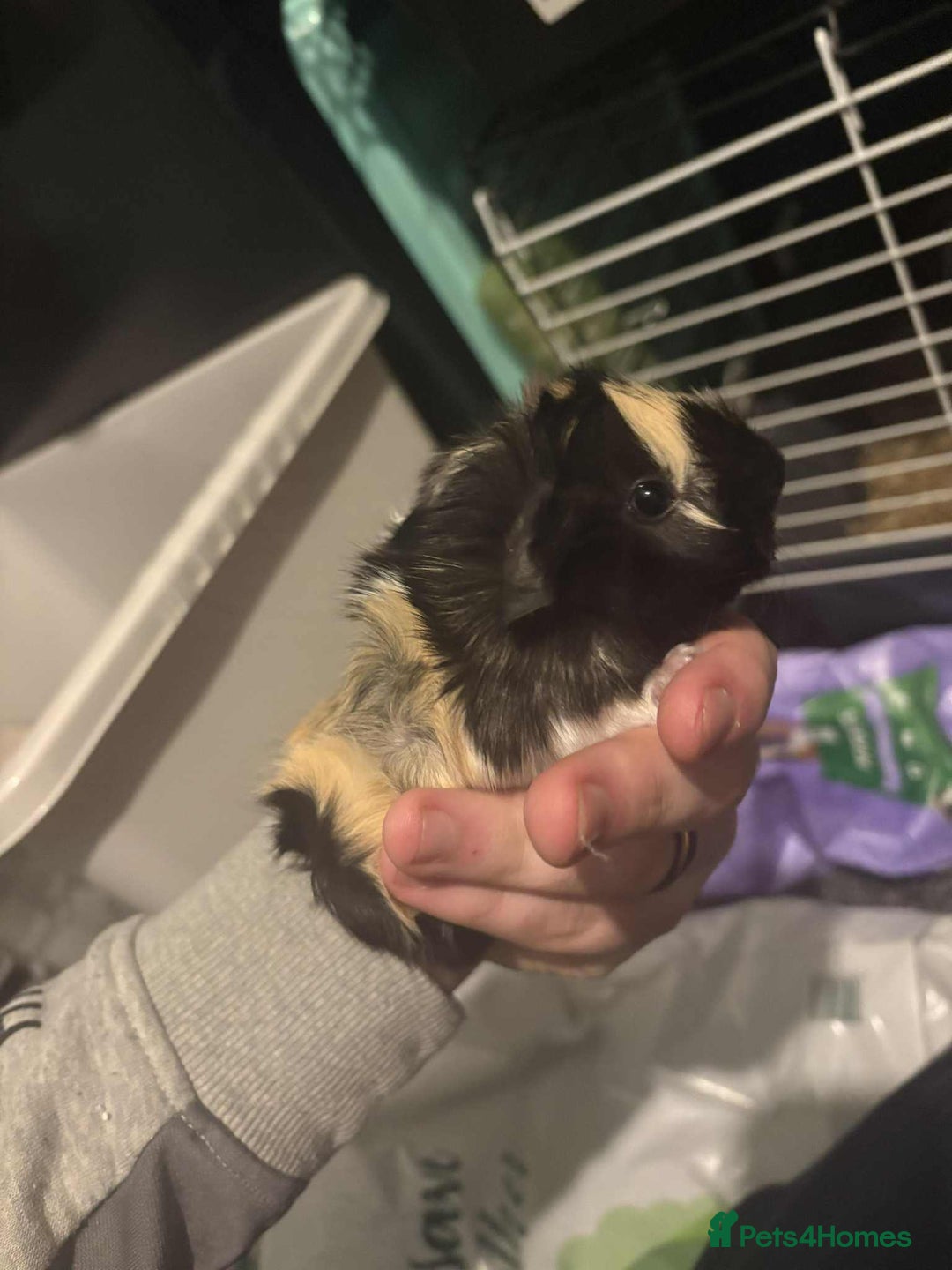 Guinea Pig rodents for sale: 2 guinea pigs - Advert 6