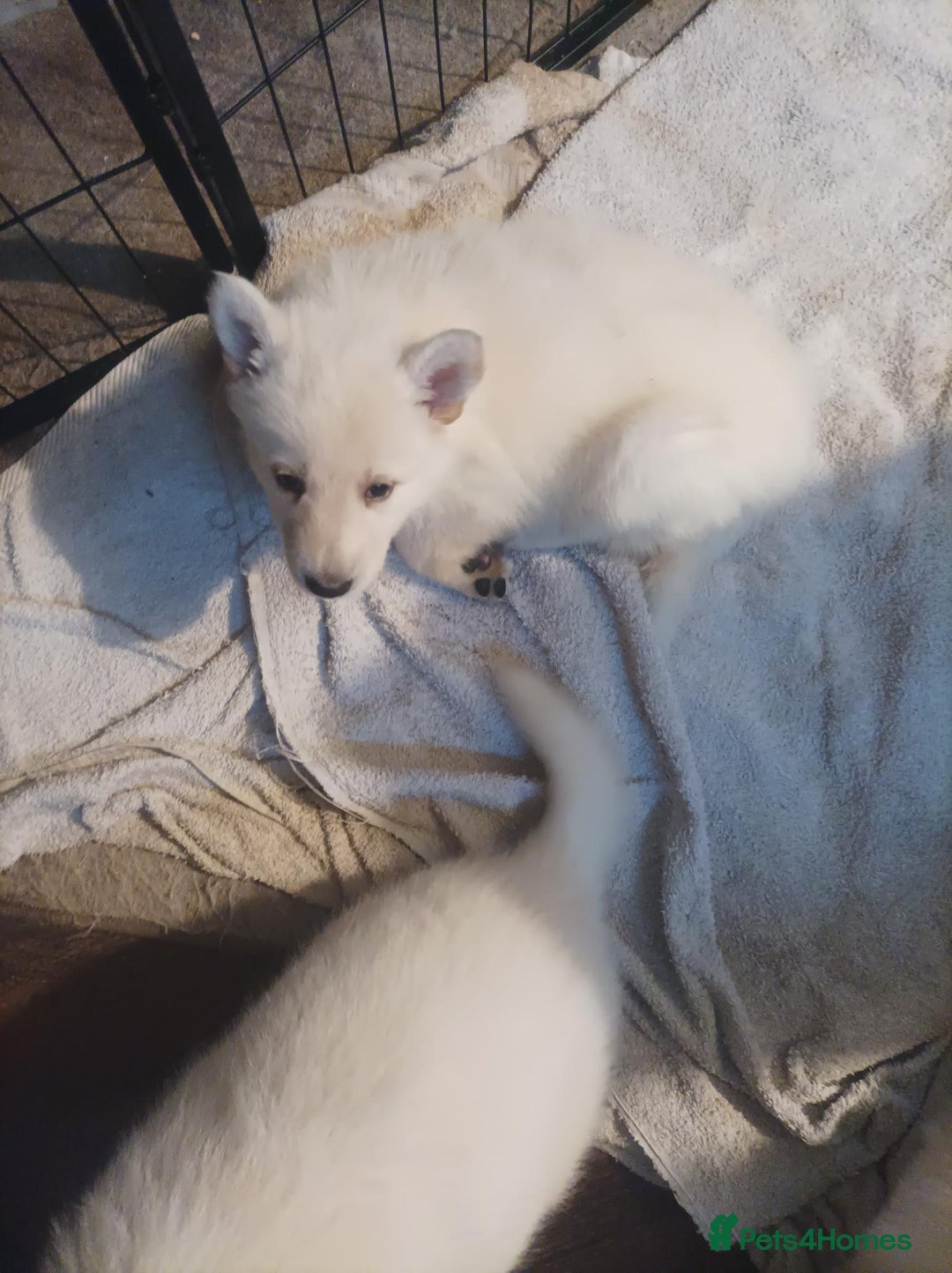 Mixed Breed dogs for sale: Northern Inuit x German shepherd puppies for sale  - Advert 13