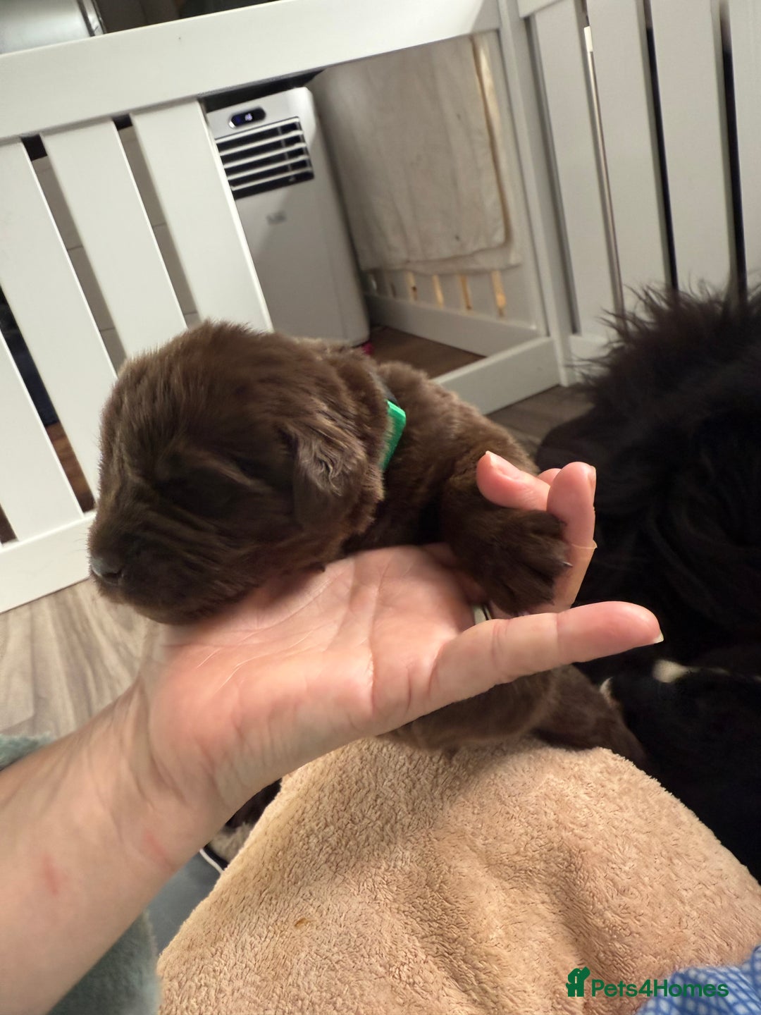Newfoundland dogs for sale: KC registered Newfoundland Puppies. Health tested - Image 36