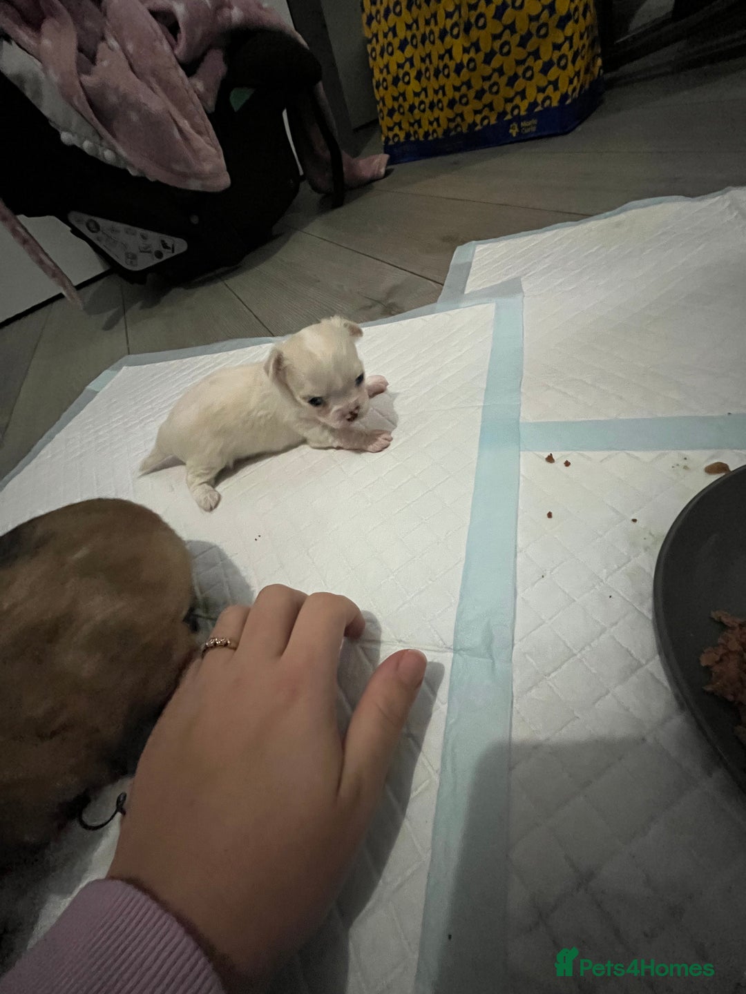 Chihuahua dogs for sale: Chihuahua boy - Advert 2