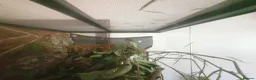 Stick Insects invertebrates for sale: Indian Stick Insect babies  in Tadworth - Advert 1