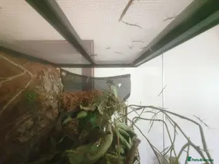 Stick Insects invertebrates Indian Stick Insect babies - Advert 1