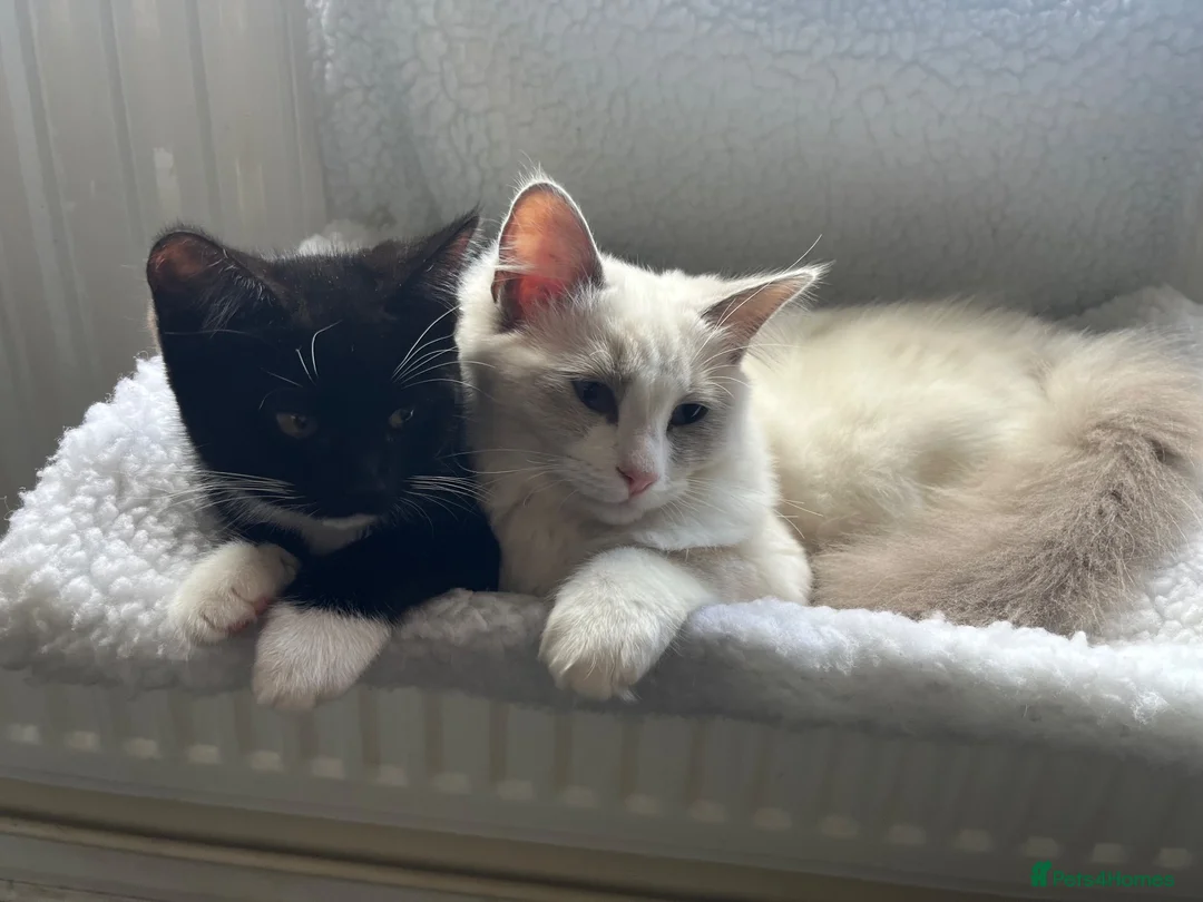Ragdoll cats for sale: Blue BiColour Ragdoll Male Kitten  - Advert 1