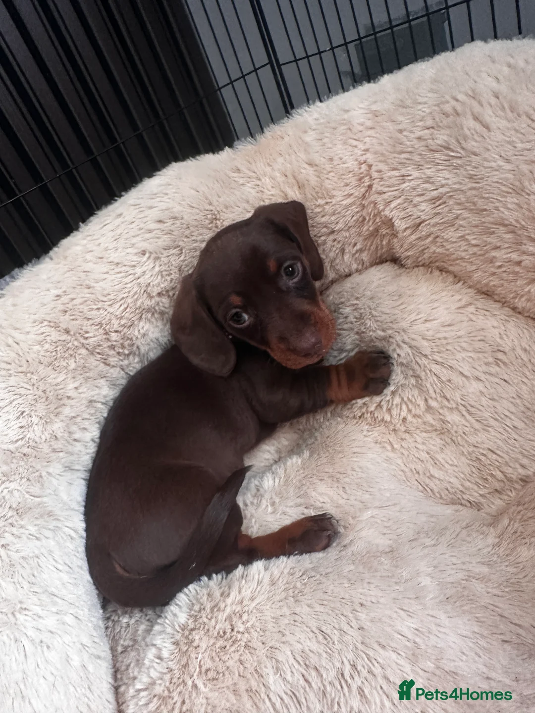 Miniature Dachshund dogs for sale: Beautiful mini sausages - Advert 40