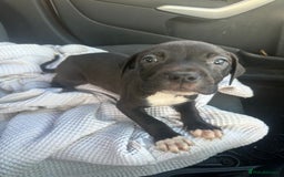 Mixed Breed dogs for sale: Staff x cane corso puppies - Image 30